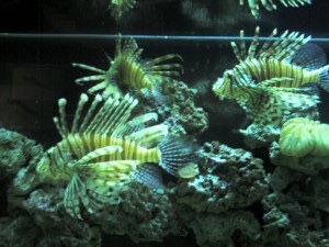 aquarium-in-slc-fish-in-tank-300x225