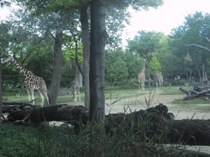 brookfield-giraffes-300x225