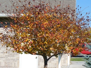 fall-tree-300x225