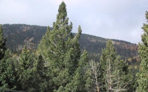 mountains-and-trees-by-cripple-creek-3-300x187