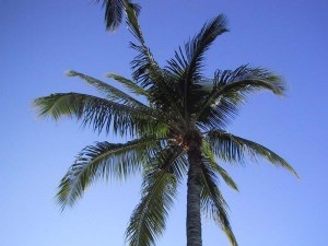 palm-tree-from-hammock-300x225