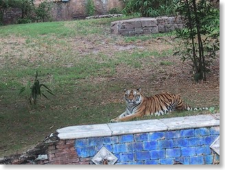 tiger closeup